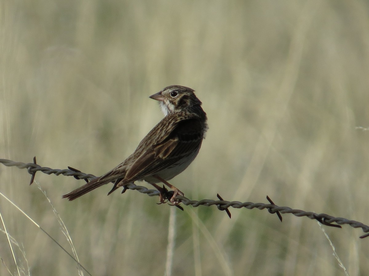 Vesper Sparrow - ML527880431