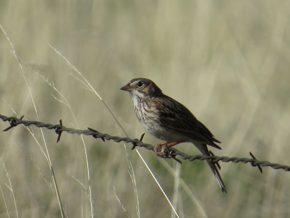 Vesper Sparrow - ML527880441