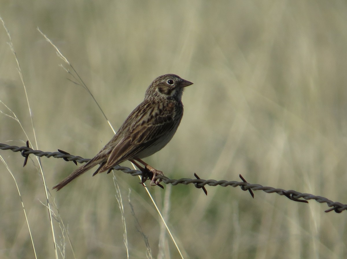 Vesper Sparrow - ML527880461