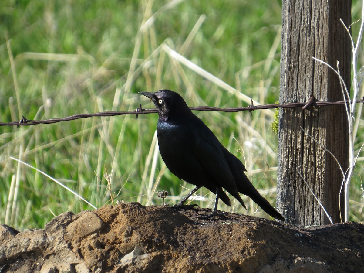 Brewer's Blackbird - Ann Truesdale