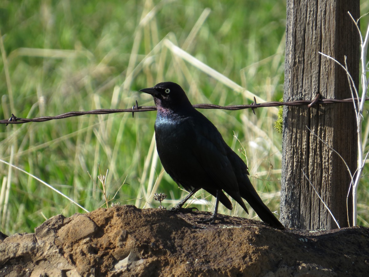 Brewer's Blackbird - ML527880581