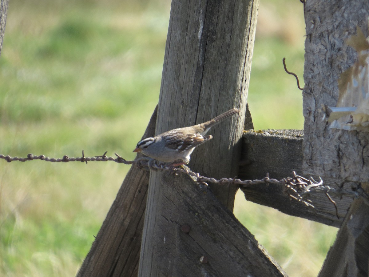 Bruant à couronne blanche - ML527880671