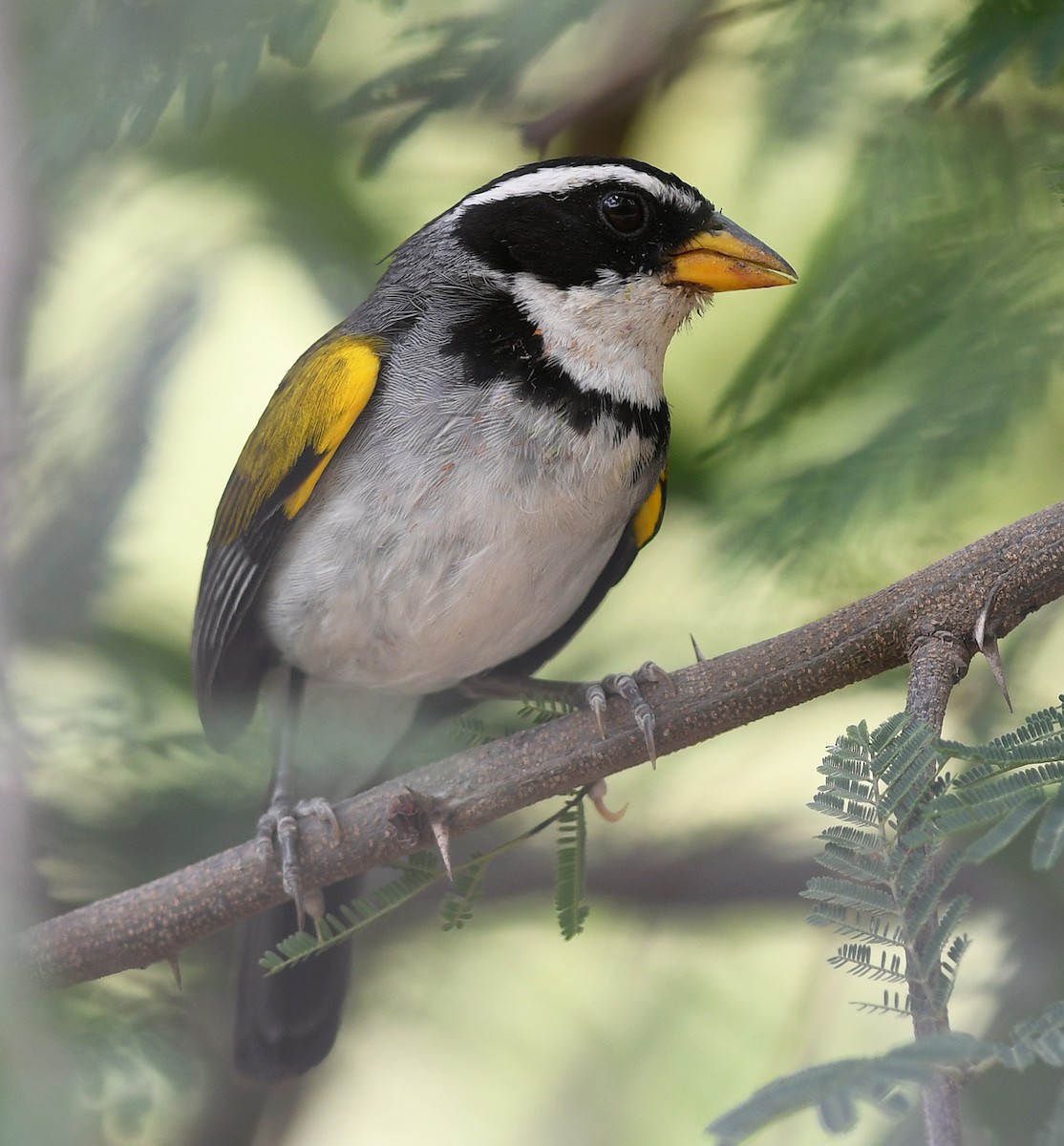 Moss-backed Sparrow - Joshua Vandermeulen