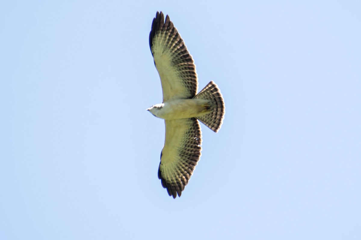 Short-tailed Hawk - Leandro Bareiro Guiñazú