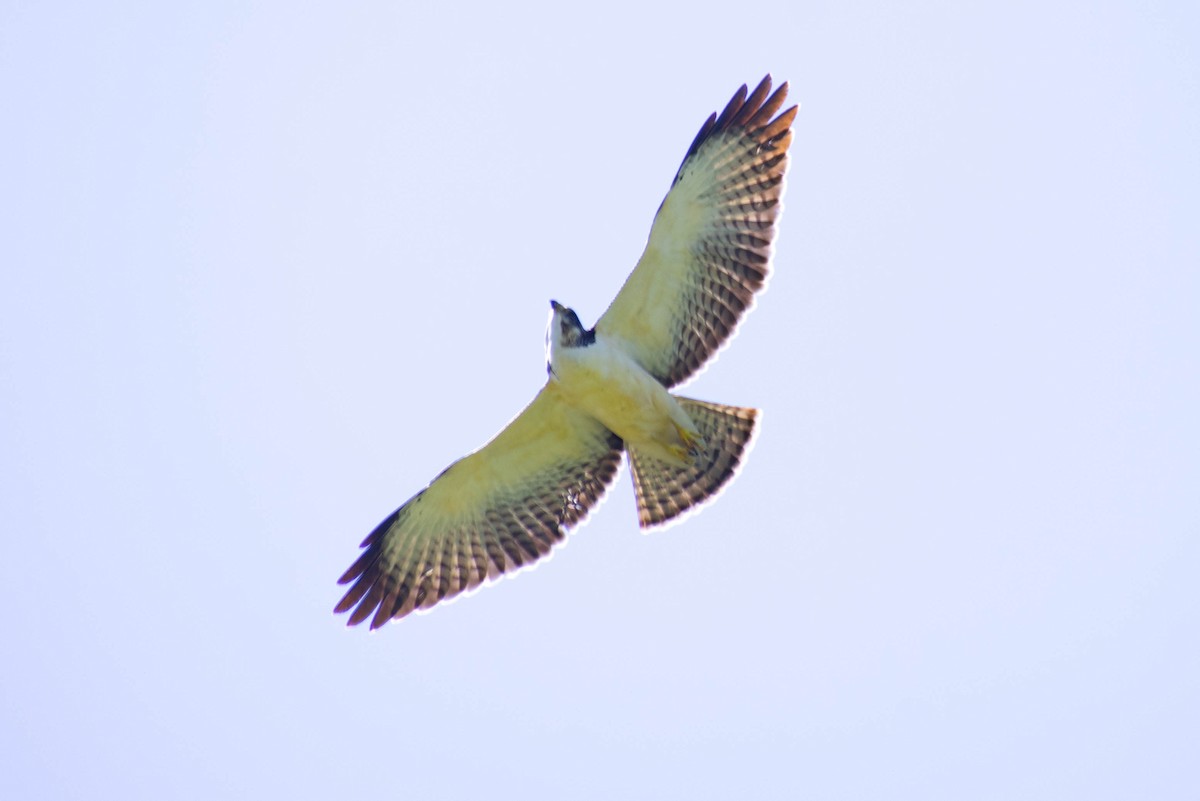 Short-tailed Hawk - Leandro Bareiro Guiñazú