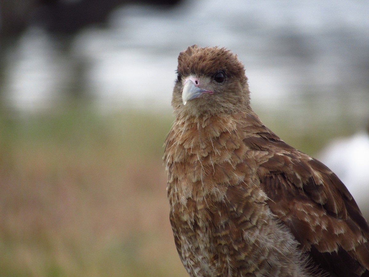 Chimango Caracara - ML527882521