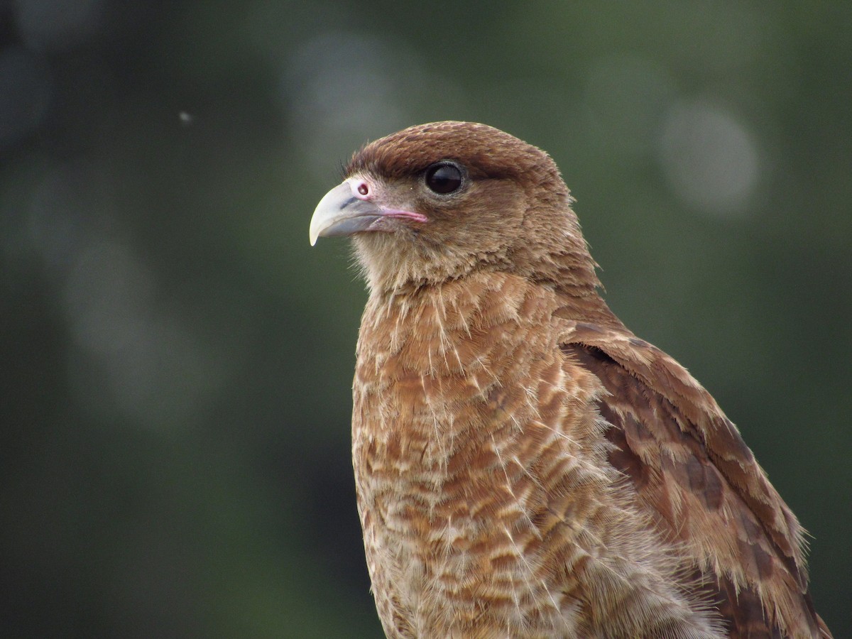 Caracara chimango - ML527882621