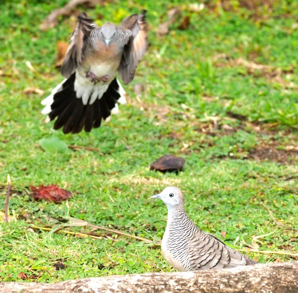 Zebra Dove - ML527883971