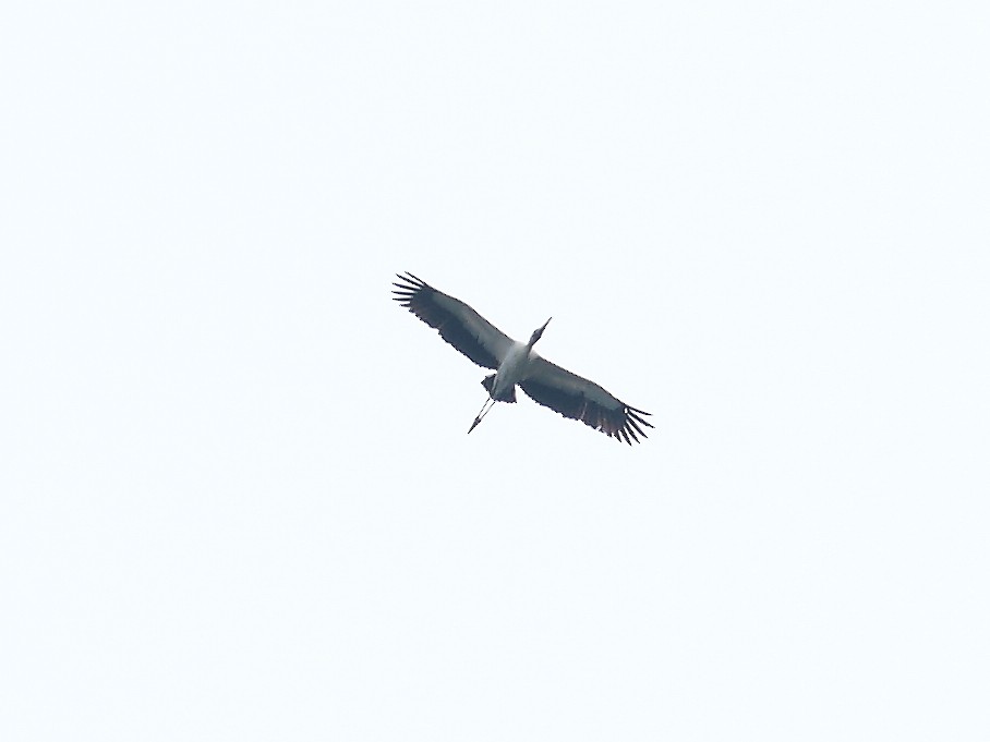 Wood Stork - ML527884031