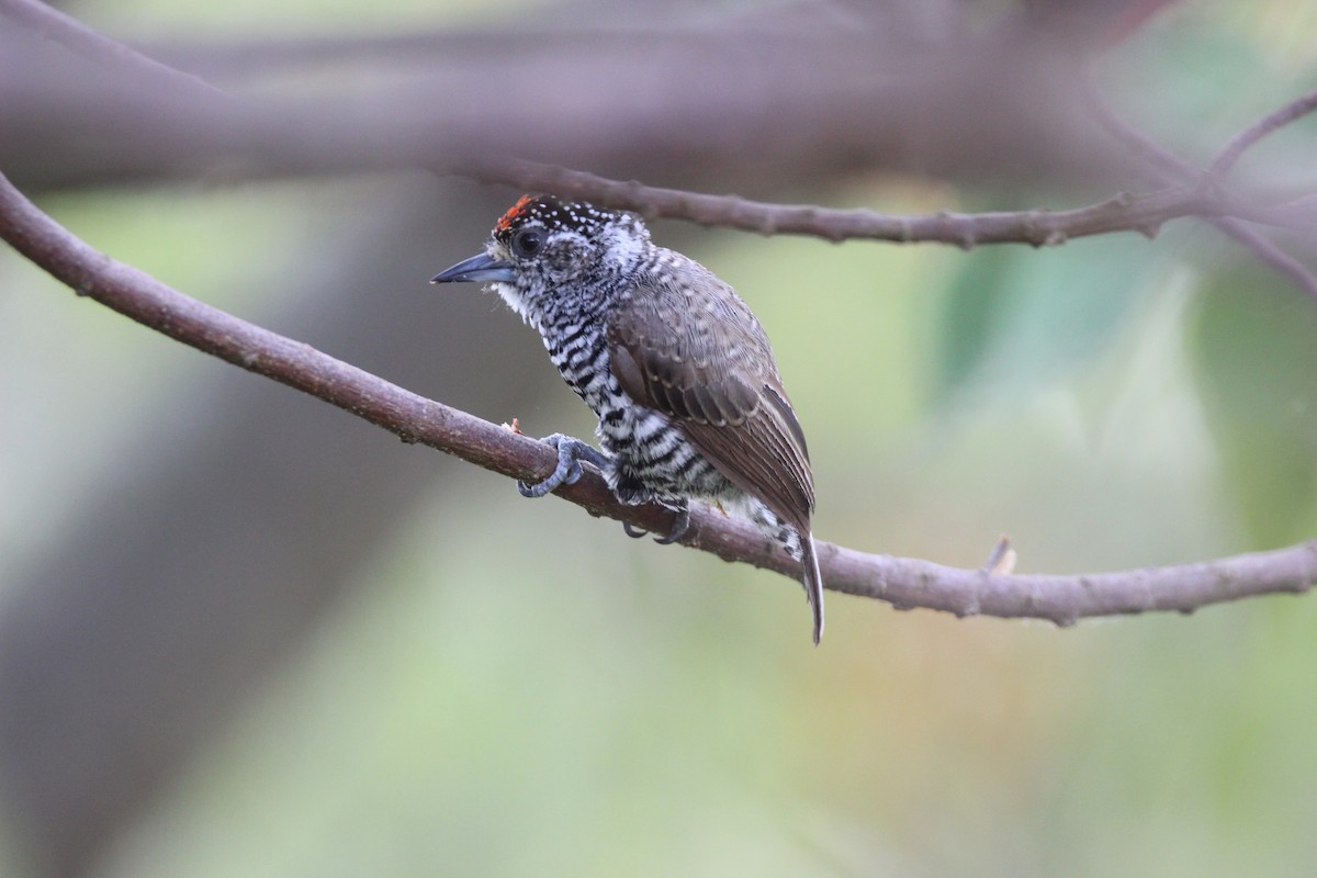 White-barred Piculet - ML527884261