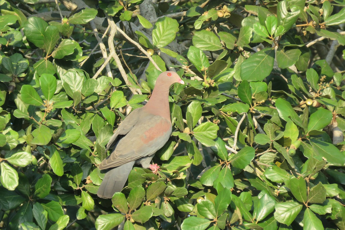 Red-billed Pigeon - Santiago Vásquez
