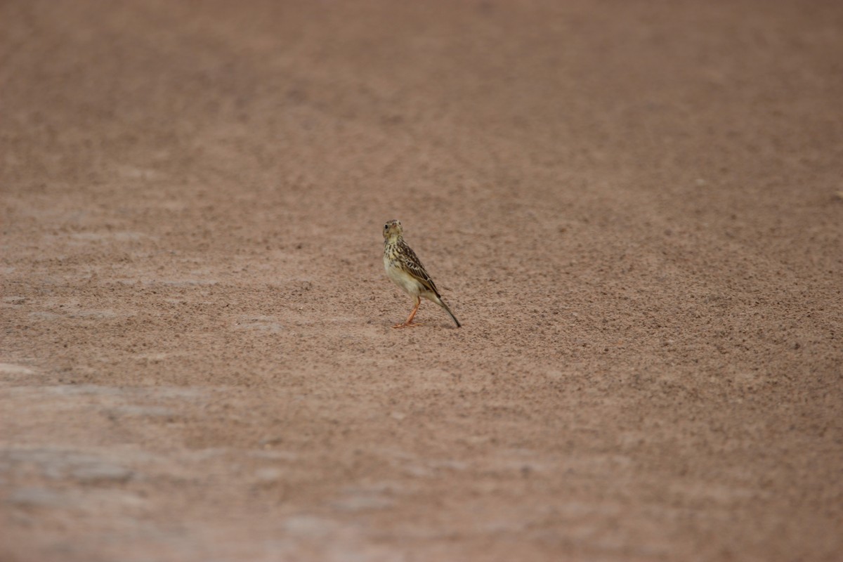 Ochre-breasted Pipit - ML527885111