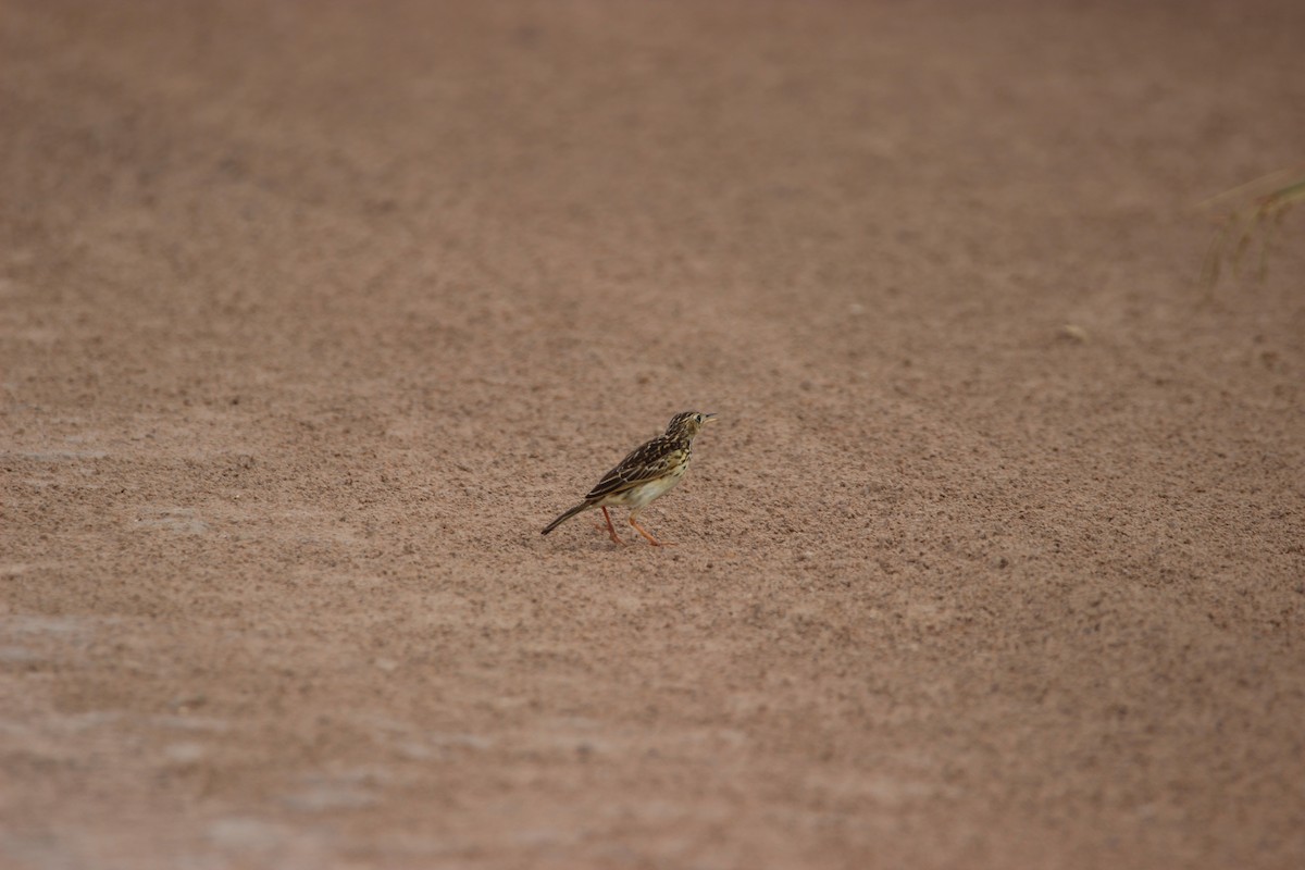 Ochre-breasted Pipit - ML527885121