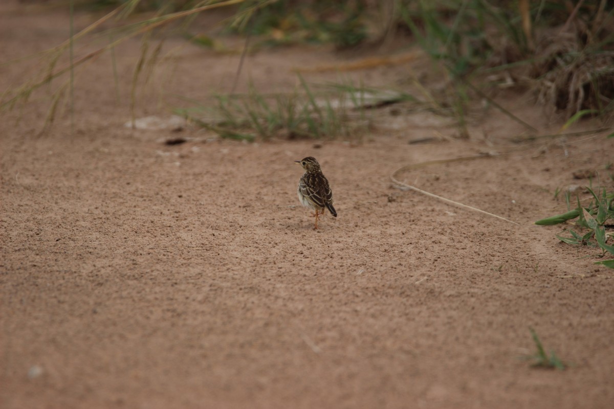 Ochre-breasted Pipit - ML527885161