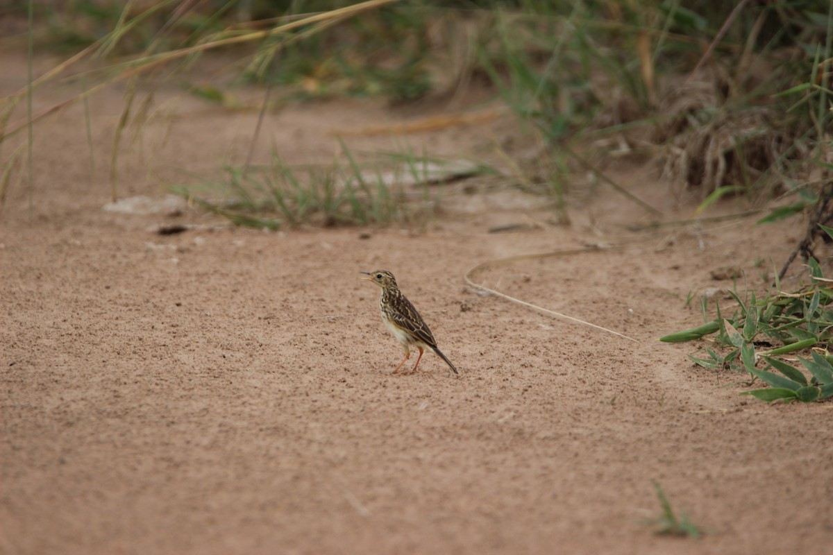 Ochre-breasted Pipit - ML527885171