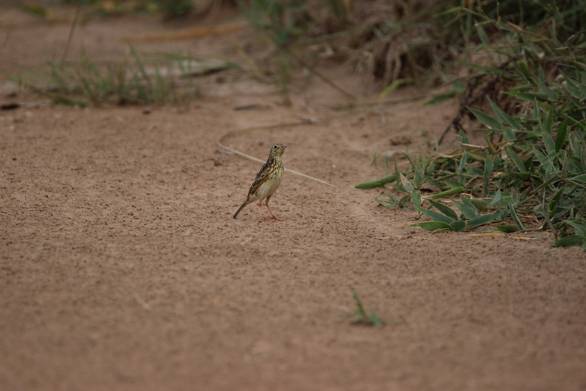 Ochre-breasted Pipit - ML527885181