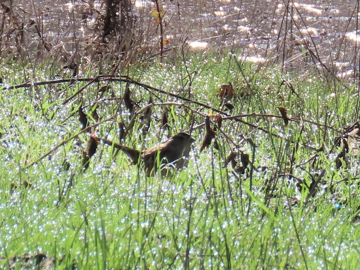 White-crowned Sparrow - ML527886411