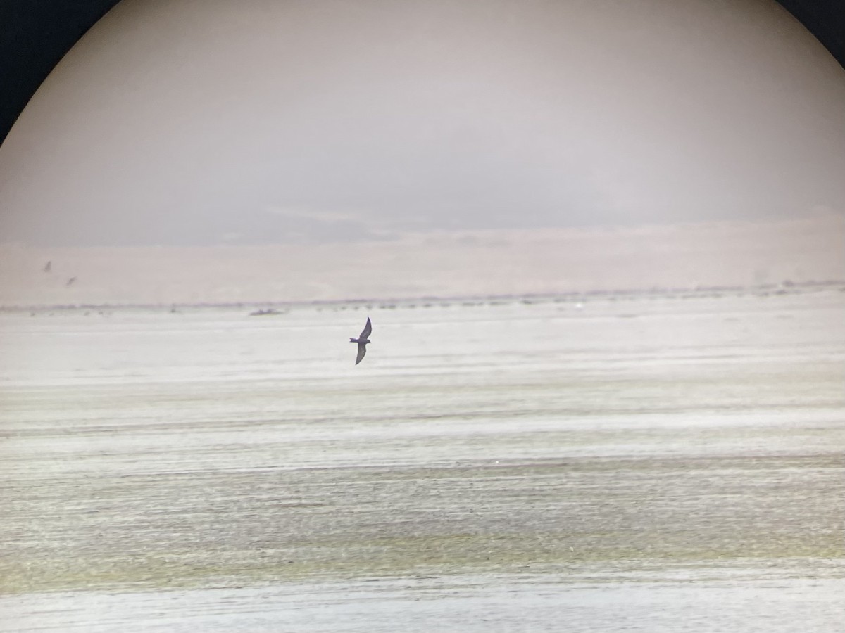 Leach's Storm-Petrel - ML527886591