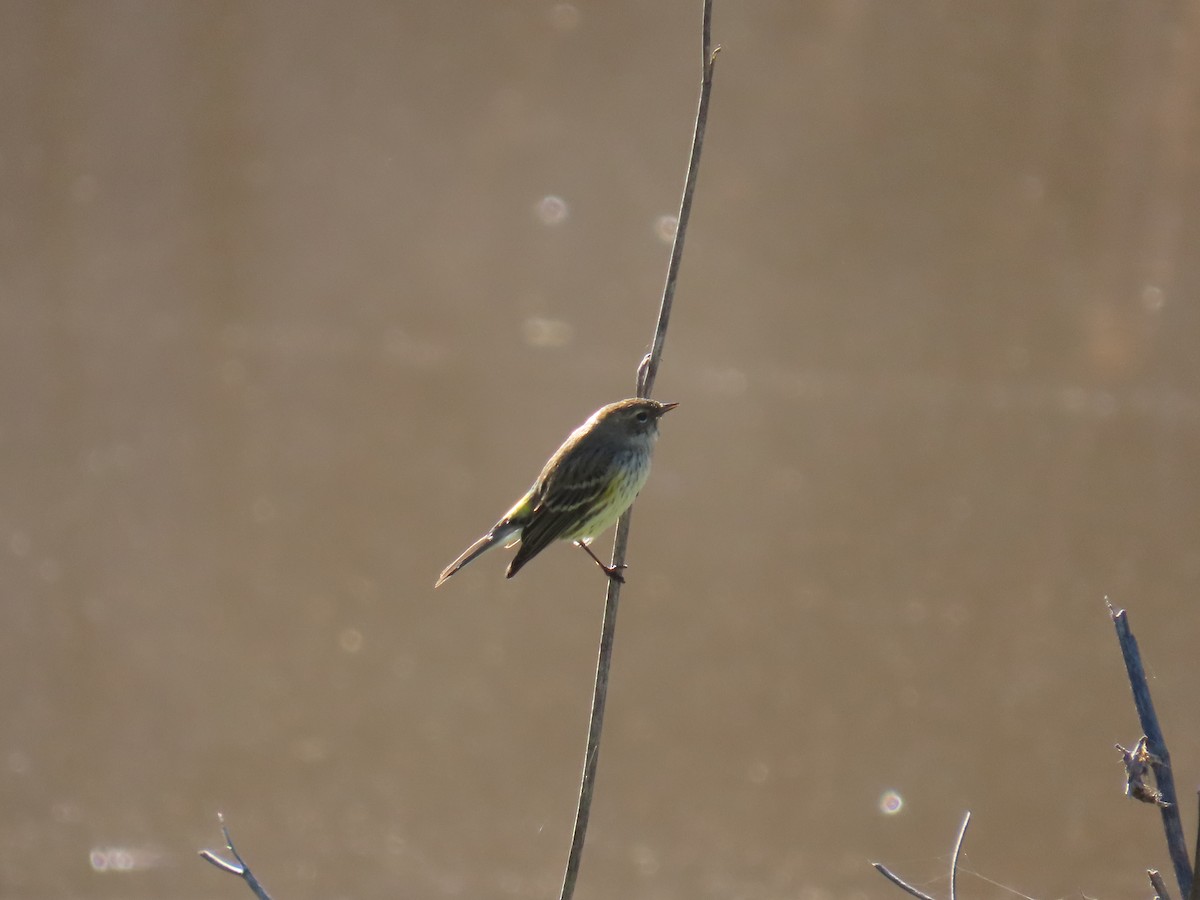 Yellow-rumped Warbler - ML527886641