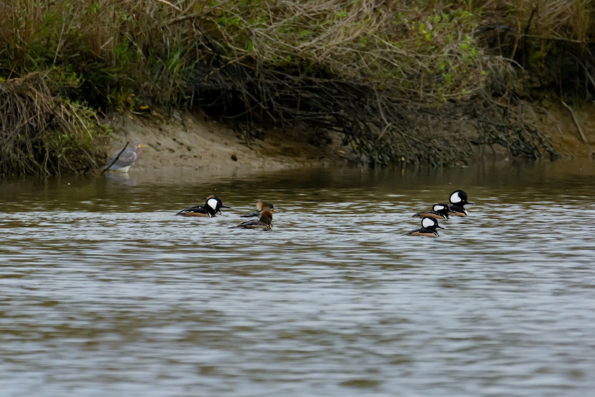 Hooded Merganser - ML527888601