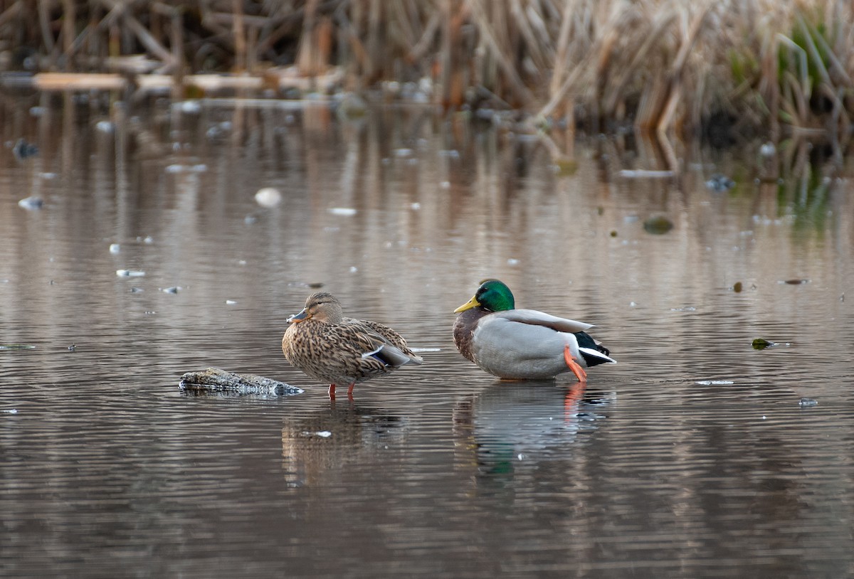 Mallard - ML527888721