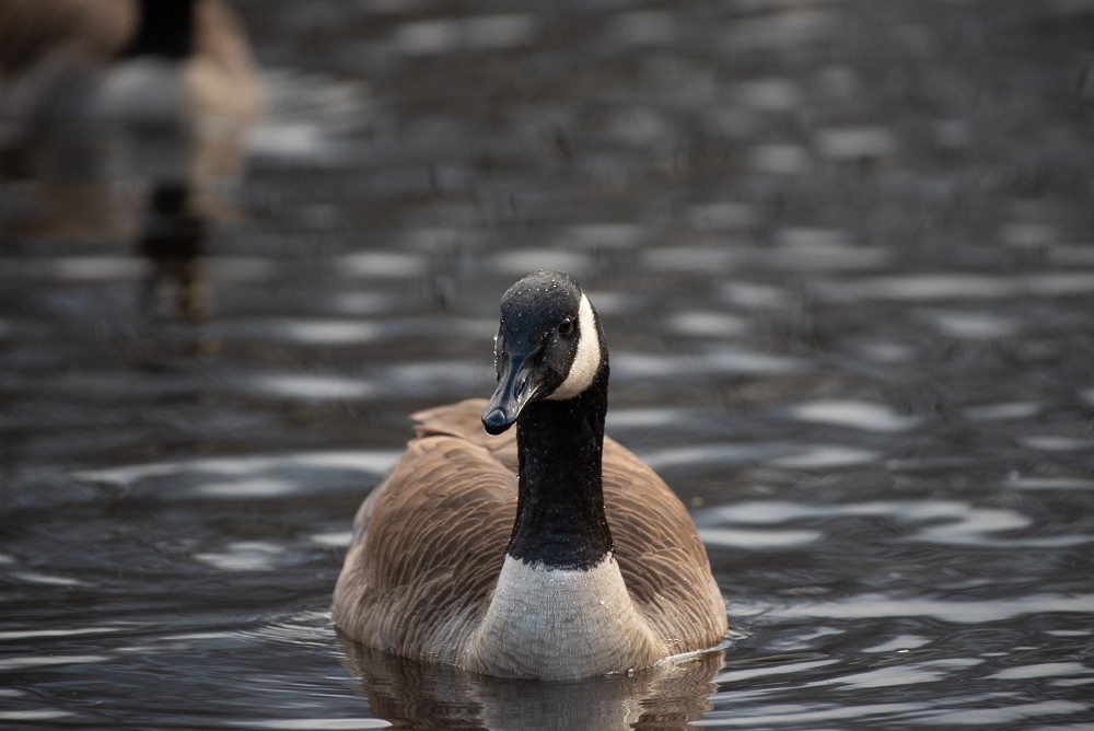 Canada Goose - ML527889101