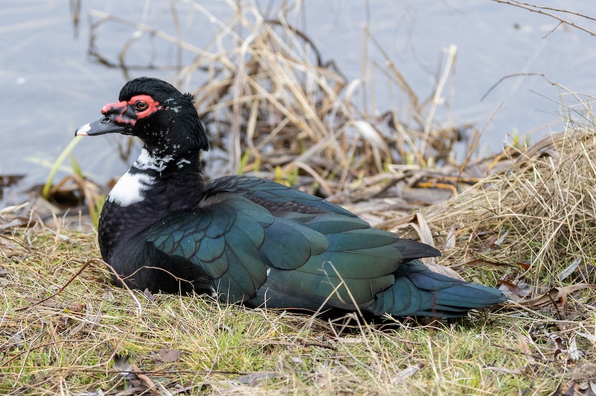 Muscovy Duck (Domestic type) - ML527889921