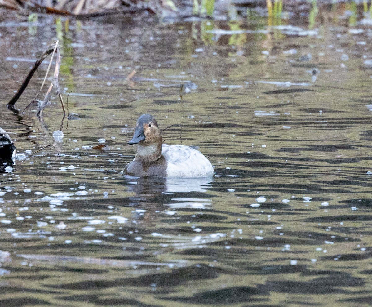 Canvasback - ML527889971