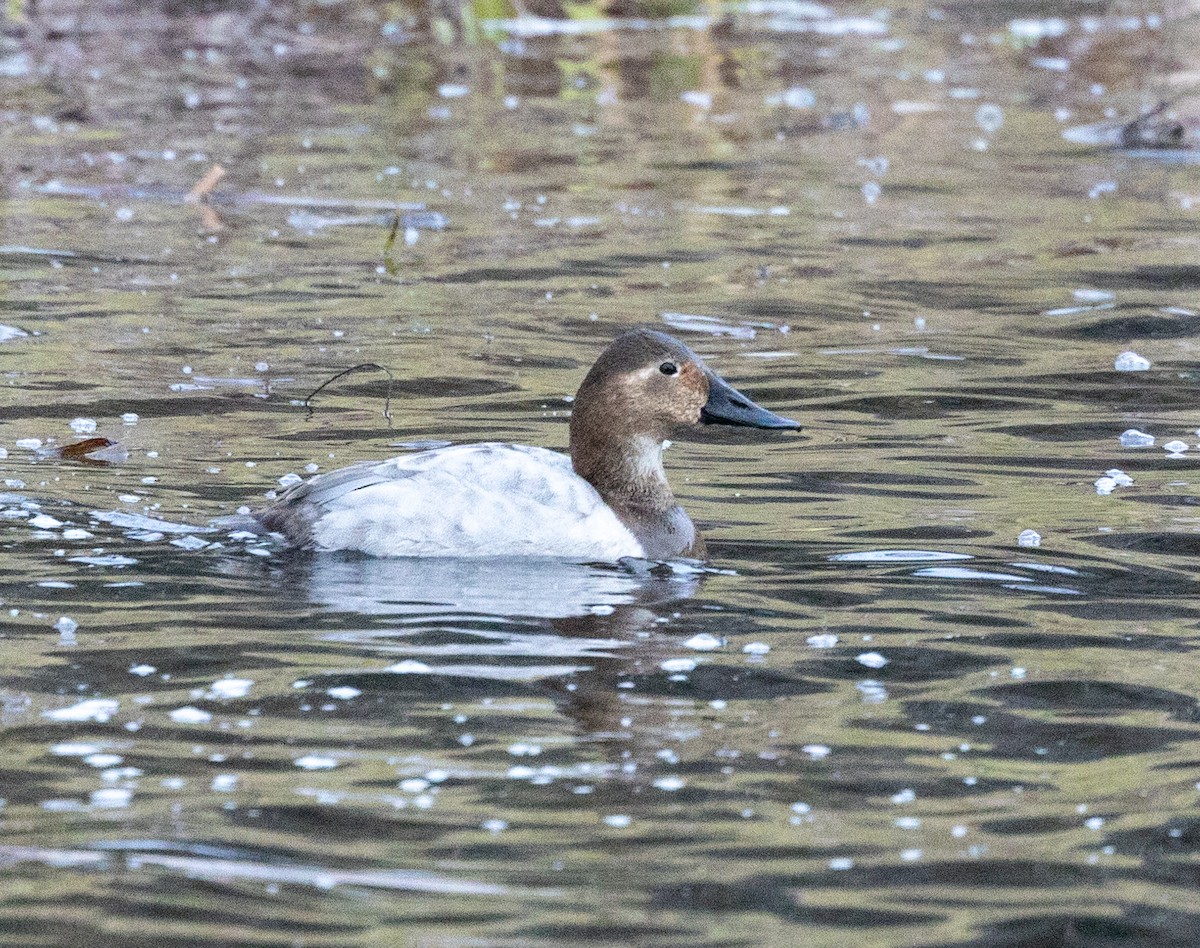 Canvasback - ML527889981