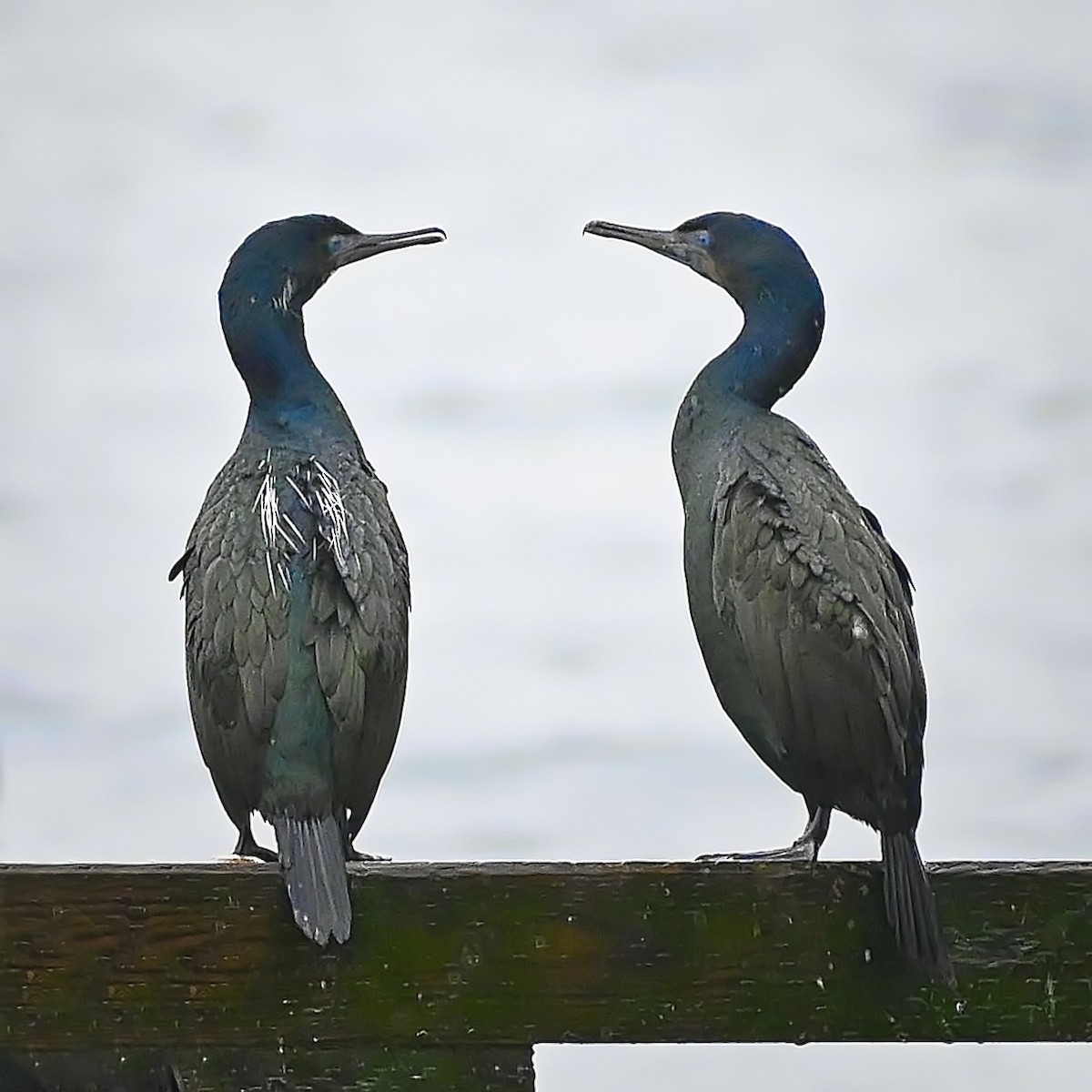 Brandt's Cormorant - ML527891131