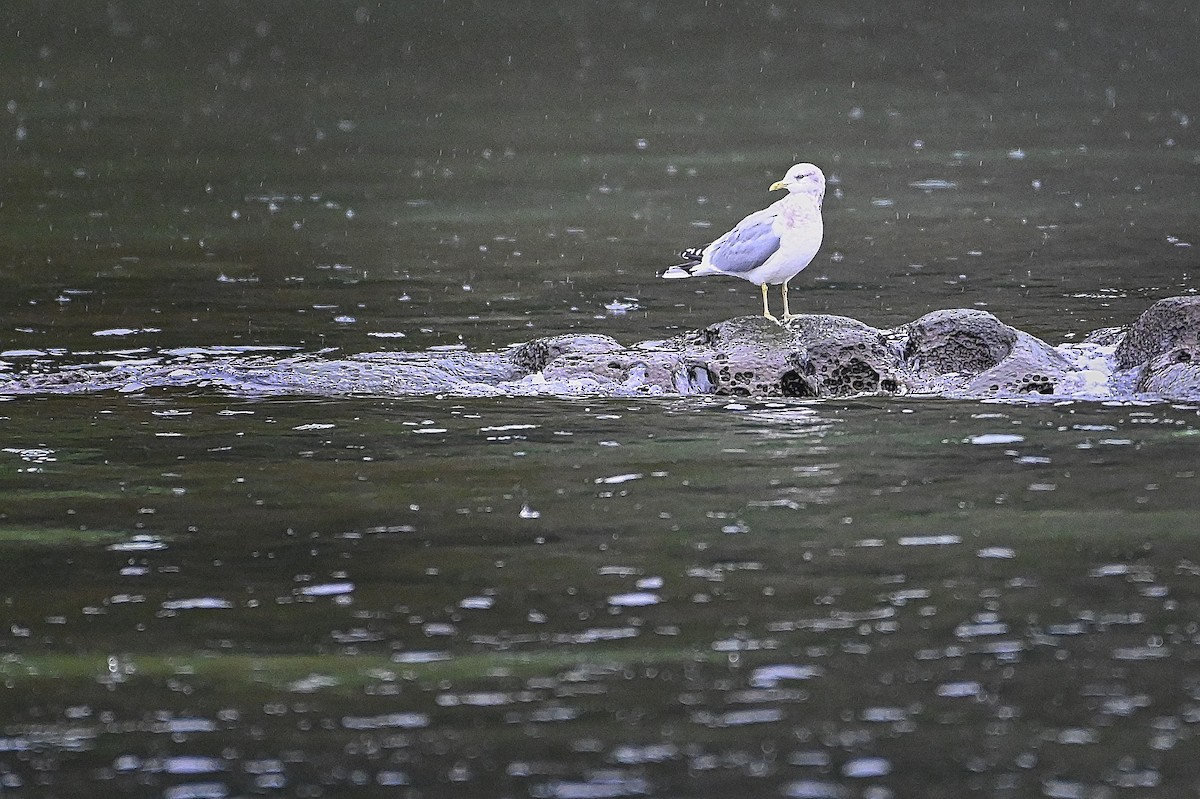 Short-billed Gull - ML527891201