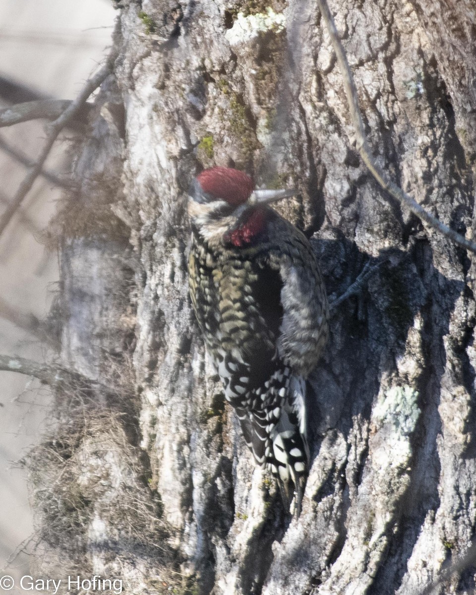 Yellow-bellied Sapsucker - ML527891631