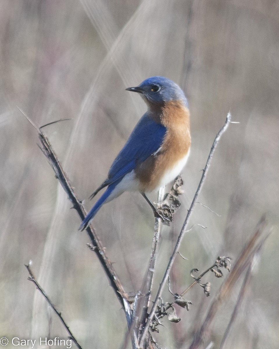 Eastern Bluebird - ML527891781