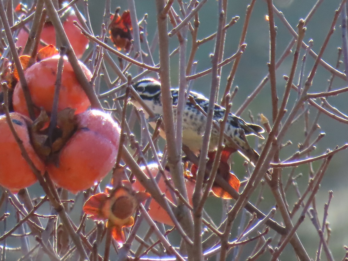 Nuttall's Woodpecker - ML527891861