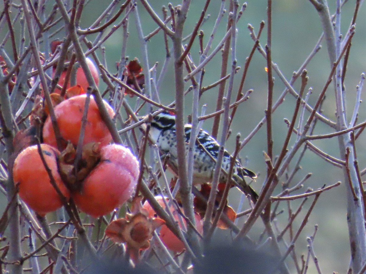 Nuttall's Woodpecker - ML527891871