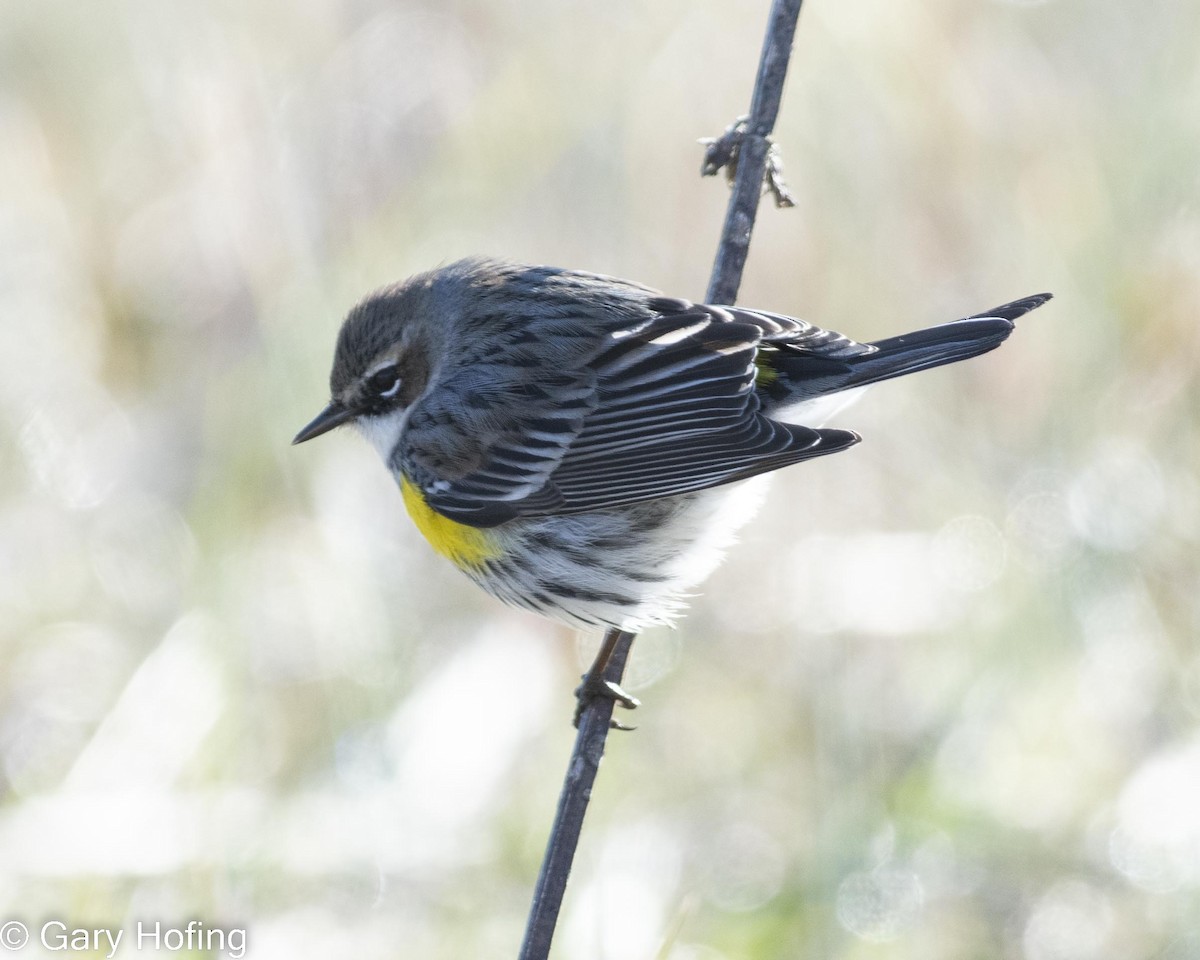 Yellow-rumped Warbler - ML527892001