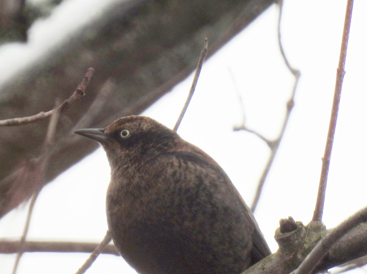 Rusty Blackbird - ML527894281