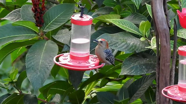 Red-crowned Woodpecker - ML527894531