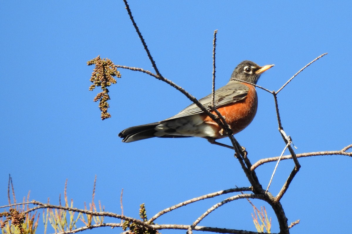 American Robin - ML527894721
