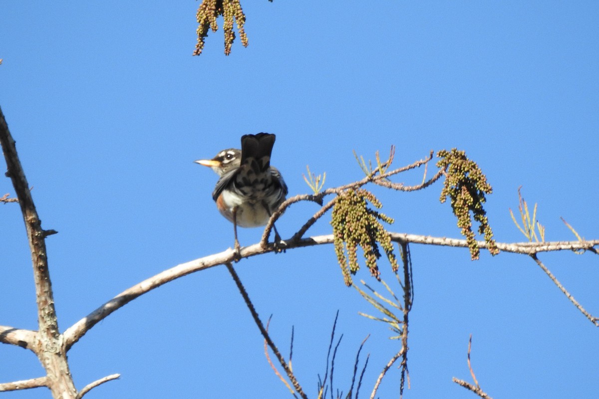 American Robin - ML527894731