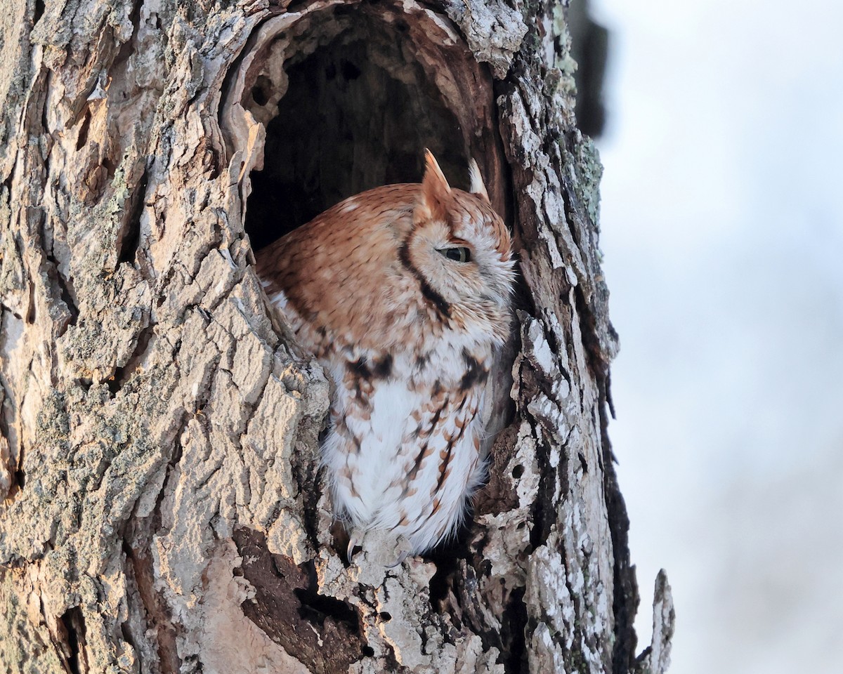 Eastern Screech-Owl - ML527895061