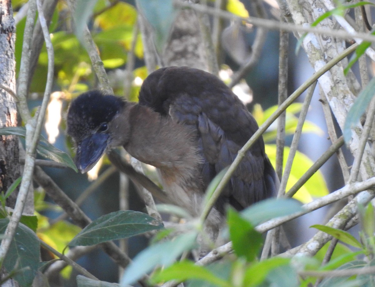 Boat-billed Heron - Anna Stalcup