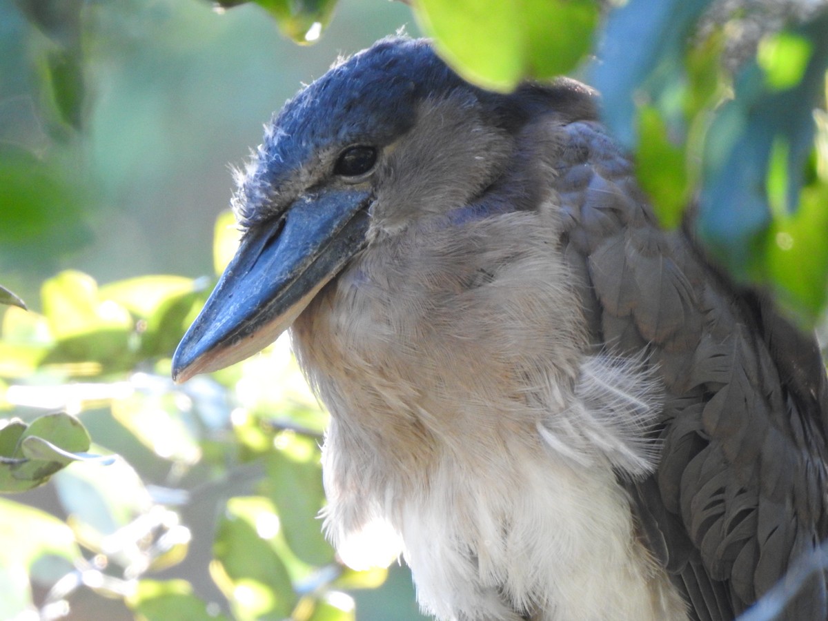 Boat-billed Heron - Anna Stalcup