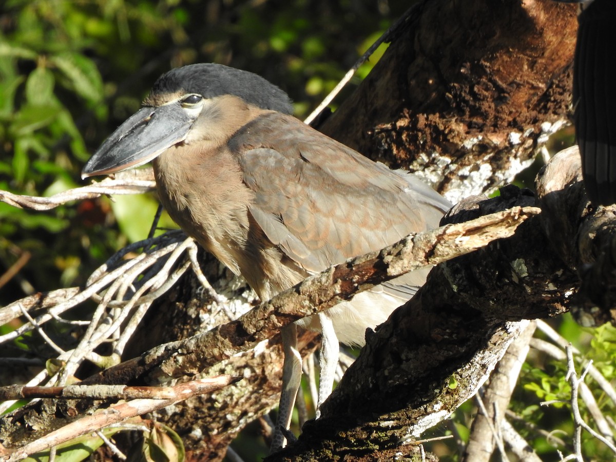 Boat-billed Heron - ML527895121