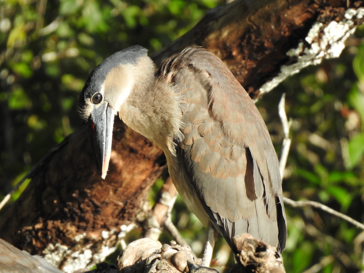 Boat-billed Heron - Anna Stalcup