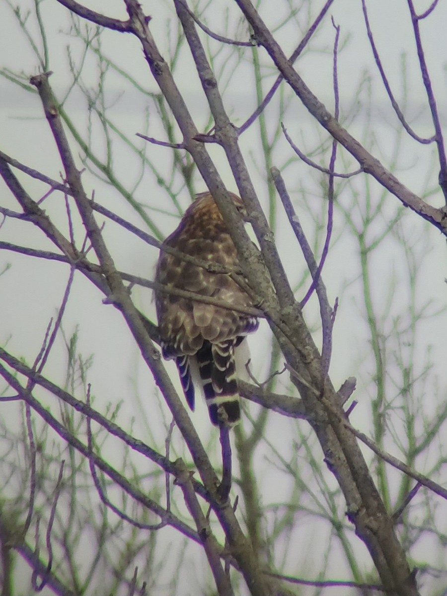 Red-shouldered Hawk - ML527895291