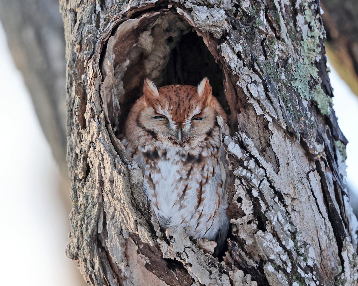 Eastern Screech-Owl - ML527895331