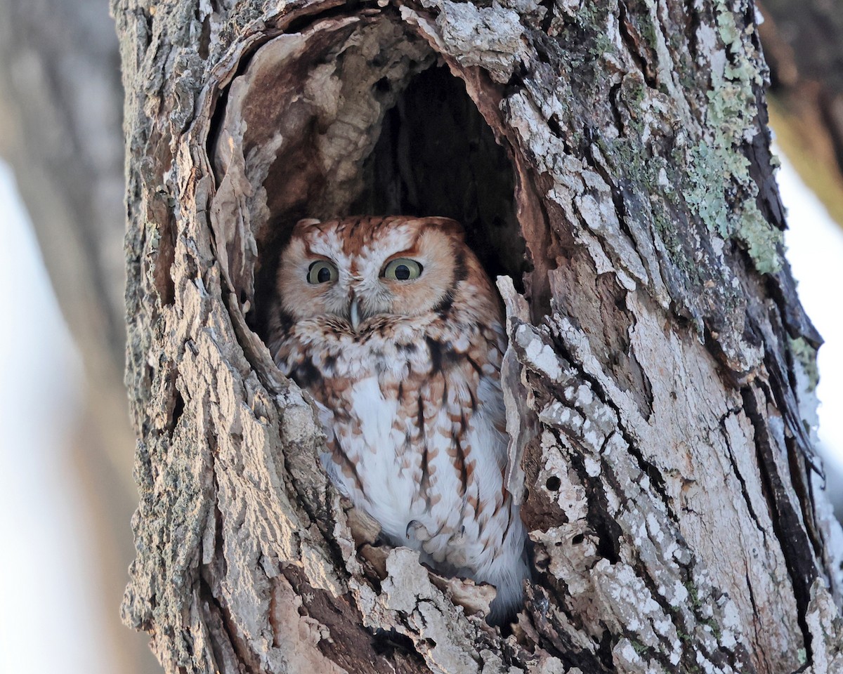 Eastern Screech-Owl - ML527895431