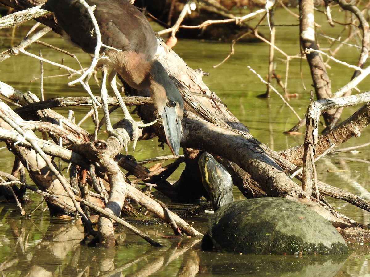 Boat-billed Heron - ML527895471