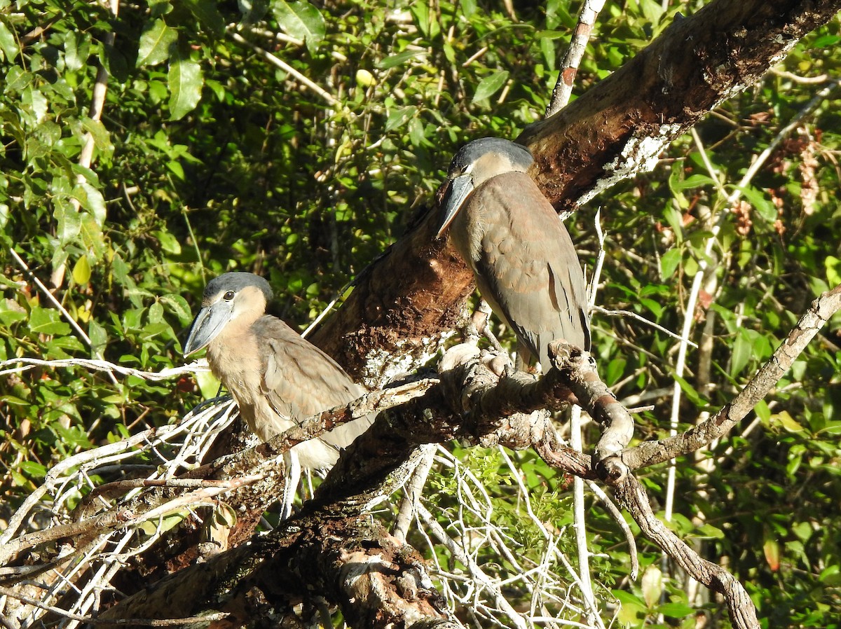 Boat-billed Heron - Anna Stalcup